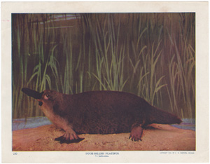 Duck-billed Platypus